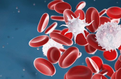 Leucocytosis treatment raipur | dr adamya gupta | hematologist raipur blog cover pic